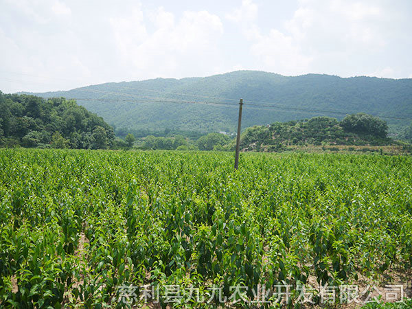 高峰基地