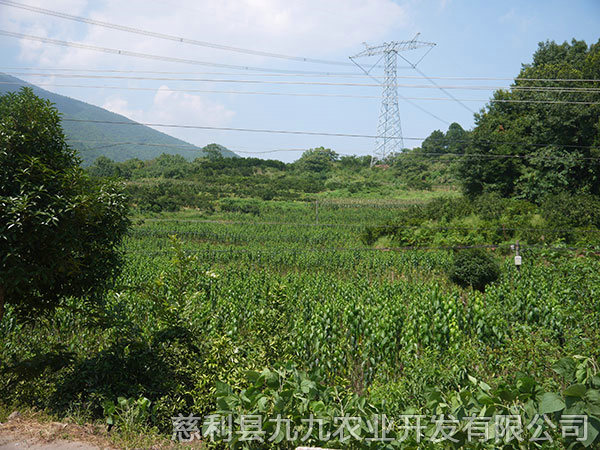 江埡基地