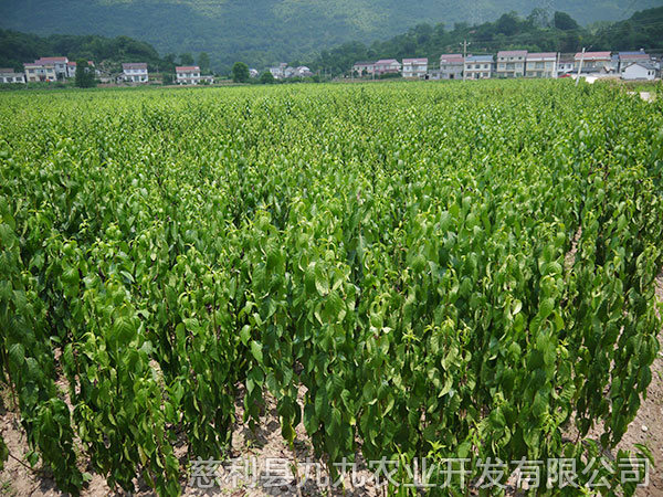 新城區(qū)基地