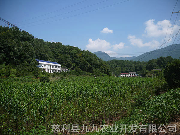 巖泊渡基地