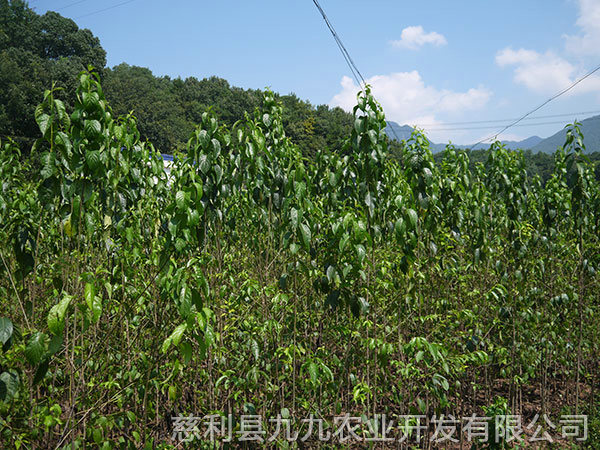 巖泊渡基地