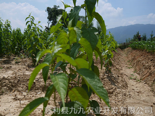 楊柳鋪基地