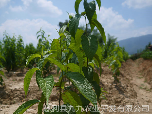 楊柳鋪基地