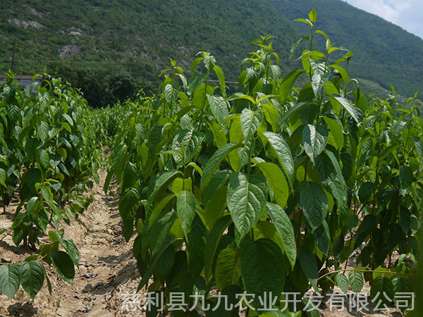 楊柳鋪基地