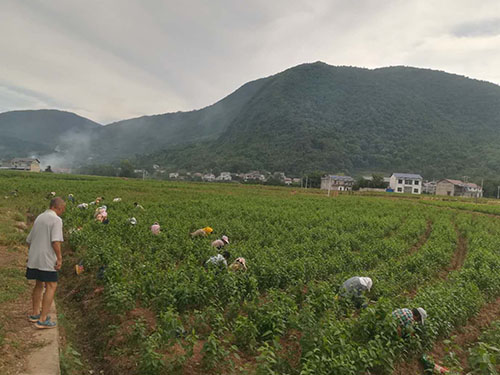 楊柳鋪基地