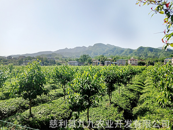 鳳凰示范基地