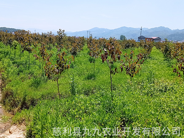 鳳凰示范基地