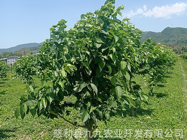 鳳凰示范基地