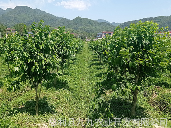 鳳凰示范基地